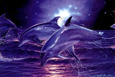 3d Digital Dolphins HD Wallpapers