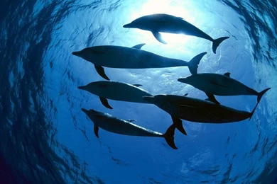 Dolphins ♥ ~   Dolphins Wallpapers (10346719)   Fanpop