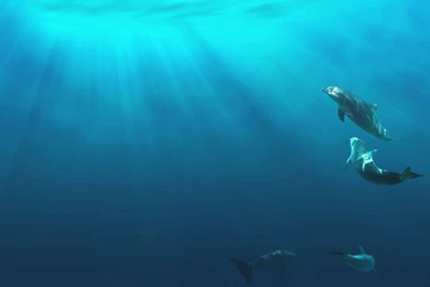 Tempest Reborn: HD Dolphins Wallpapers And Photos