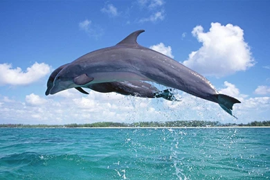 Dolphins Wallpapers   Android Apps And Tests   AndroidPIT