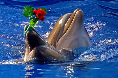 Baby Dolphins   Wallpaper.