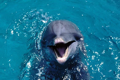 The best top desktop dolphin wallpapers hd dolphins wallpaper 6.jpg