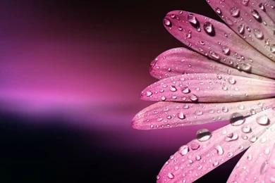 Pink Wallpapers Hd All Wallpapers New