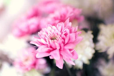 Pink White Flowers Ultra Hd Wallpapers Ultra High Definition ...