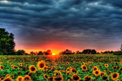 Download Helianthus Sunflowers Wallpapers Desktop Backgrounds ...
