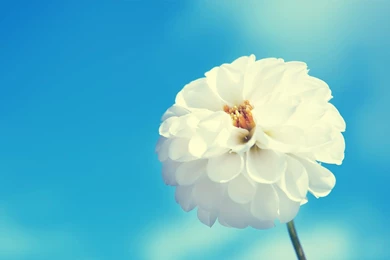 White Fowers HD Wallpapers