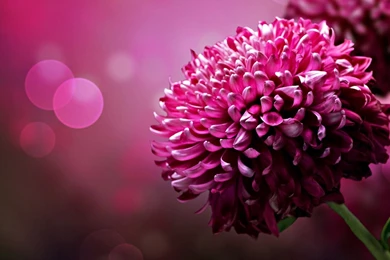 Flowers wallpapers and wallpapers 26.jpg