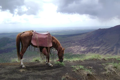 Horse With Volcano Backgrounds   J Peterson Garden Design