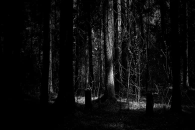 Dark Woods Wallpapers
