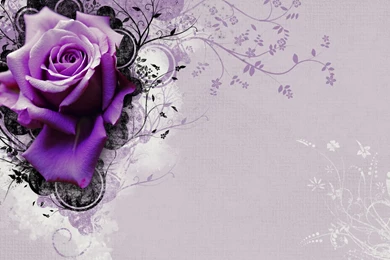 Vector Rose Flower Hd Wallpapers