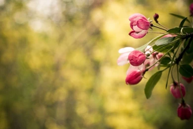 Flowers HD Wallpapers