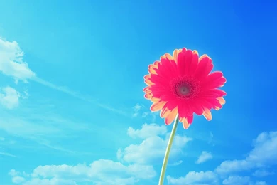 Pink Gerbera Flower Wallpapers