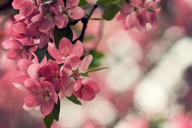 Free Download 25 Best Peach Flower HD Wallpapers 2015
