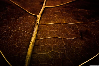 Dry Leaf Texture HD Desktop Wallpapers : High Definition : Mobile