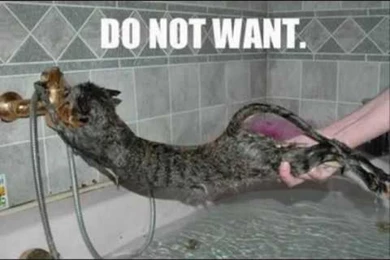 Stupid Pictures Of Cats   Desktop Backgrounds