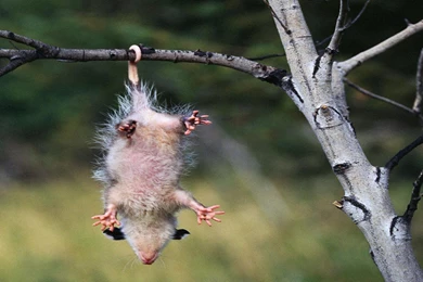 Some Animals Are Stupid Apple Desktop Free Desktop Backgrounds ...