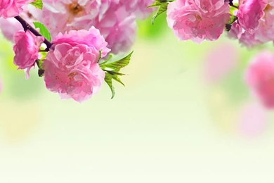 Rose Desktop Wallpapers