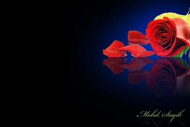 Roses Desktop Wallpapers