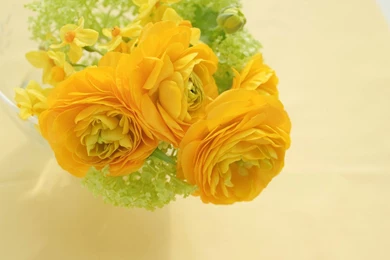 New 20 Best Colorful Rose Wallpapers Collection