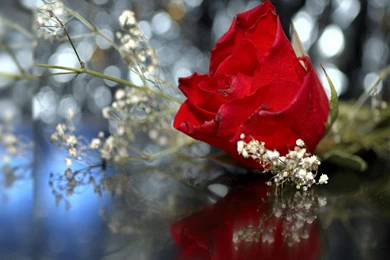 Beautiful Flowers Wallpapers For Desktop