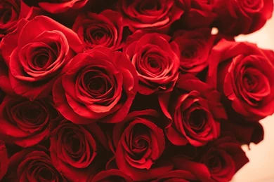 Roses Picture Wallpapers Gallery Detail