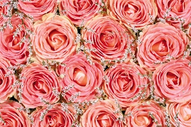 Pink Roses Wallpapers 25282