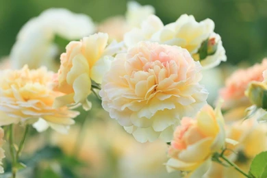 Beautiful Romantic Roses Desktop Wallpapers   Dat Nature