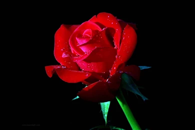 Red Rose Desktop Wallpapers   SUPERHDFX