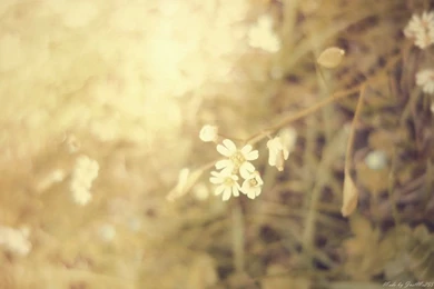 Vintage Wallpapers Wedding