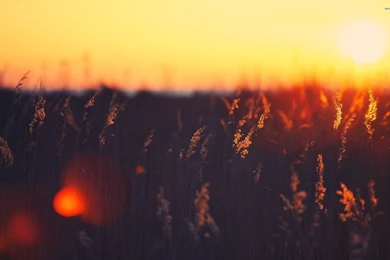 Vintage Landscape Wallpapers And Desktop