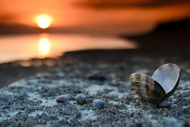 Download Wallpapers 3840x2160 Landscape, Beach, Seashells, Sunset ...