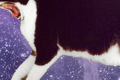 Space Cat Eating Burger iPhone 5 Wallpapers