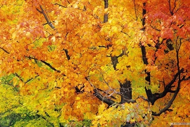 Free Wallpapers   Free Nature Wallpapers   HD Landscape 5 Wallpapers ...