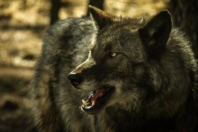 1440x900 Grey Wolf Hd Wallpapers