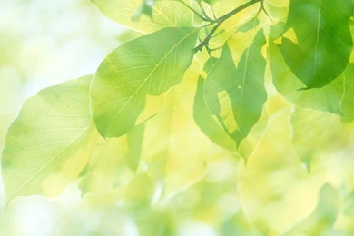 Leaves Tablet Wallpapers 04