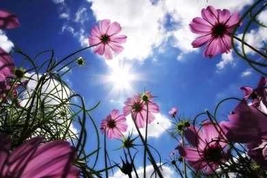 Flower Backgrounds For Android Tablets 04