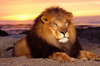 Download Wallpapers 1920x1080 Lion, Mane, Sand, Sunset, Lie Full HD ...