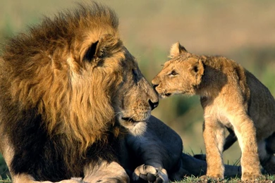Download Wallpapers 1920×1080 Leon, Father, Lion, Cub Full HD 1080p ...