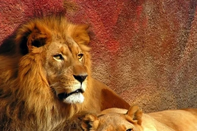 Download Wallpapers 1920x1080 Lion, Couple, Mane, Predators, Big ...