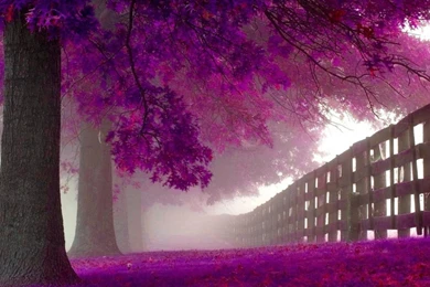 Purple HD Wallpapers