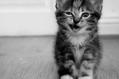 Winking Kitten Desktop Wallpapers 16518