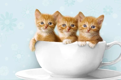 Kittens Facebook Cover Wallpapers   122900