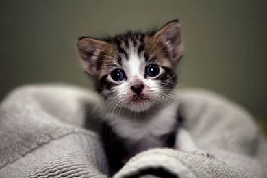 Cute Kitten Wallpapers The Desktop Wallpapers   PowerballForLife