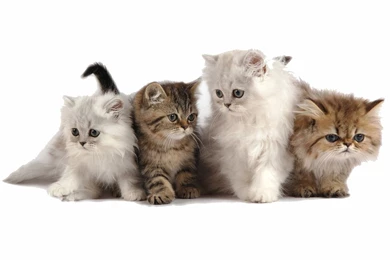 Desktop Wallpapers Of Cute Persian Kittens Free Computer Desktop ...