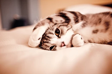 Kitten On The Blanket Widescreen Wallpapers