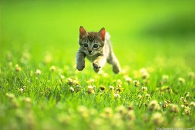 The Kitten On A Grass Wallpapers And Images   Wallpapers, Pictures ...