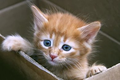 Kitten Desktop Wallpapers   HD Wallpapers And Pictures