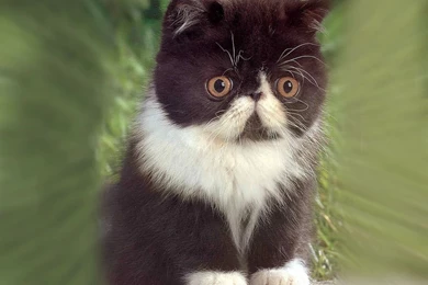 Cute Kittens Images   Desktop Backgrounds