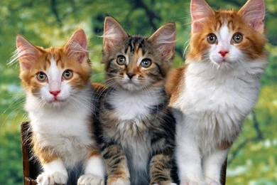 Free Wallpapers Three Kittens