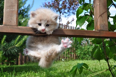 Kitten Desktop Wallpapers 18297